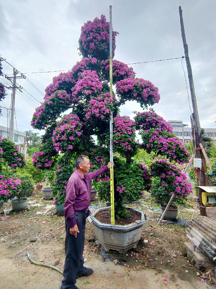紫花三角梅