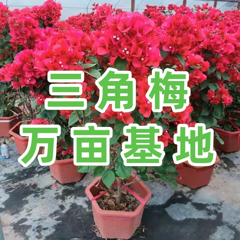 园林公司长期合作三角梅供货怎么定价